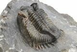 Coltraneia Trilobite Fossil - Huge Faceted Eyes #225317-4